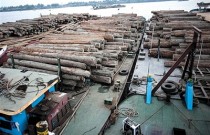 在缅卡友还好吗 155中国伐木工被判20年